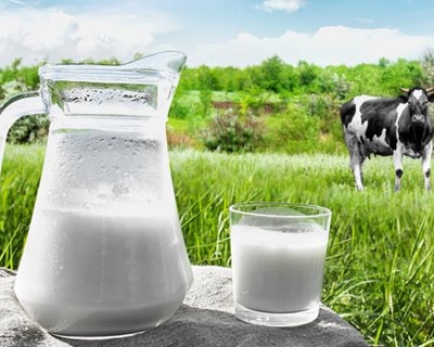 Empresa de laticínios quer iniciar produção de leite biológico nos Açores