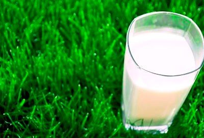 Espanha segue tendência do leite de pastagem