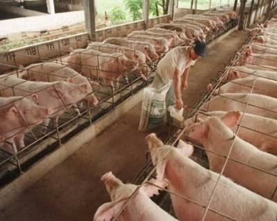 Especialistas mundiais reúnem-se para debater a qualidade e segurança da carne de suíno