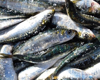 Estabilidade oxidativa de filetes de sardinha congelados