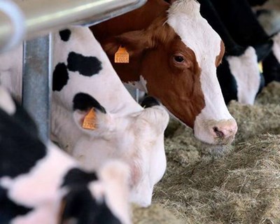 Estados Unidos e UE chegam a acordo para comercialização de carne de vaca