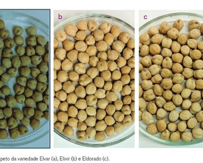 Estudo da capacidade de hidratação de três variedades portuguesas de grão-de-bico