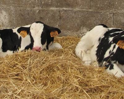 Exportação de carne bovina dos Açores aumentou 25%