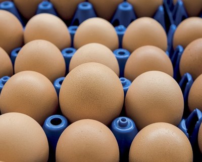 Exportação de ovos de mesa para Israel