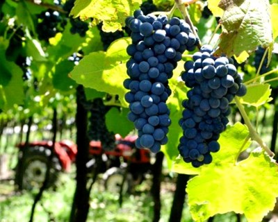 Exportação de Vinhos do Alentejo subiu 12% em valor em 2017