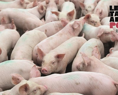 Exportações portuguesas da carne de porco para a Coreia do Sul batem recordes