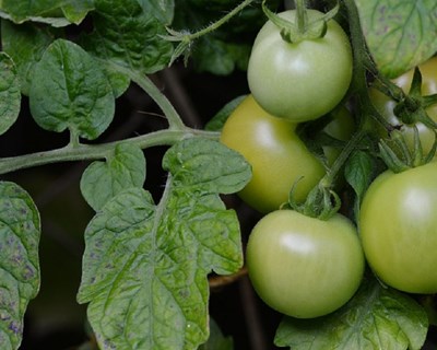 Fermentação – Estratégia sustentável para o tomate de indústria não valorizado
