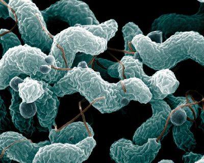 Frangos vendidos no Reino Unido infetados pela bactéria Campylobacter