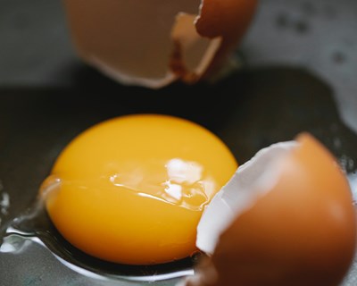 Gemas de ovos como uma fonte sustentável de anticorpos contra doenças infeciosas