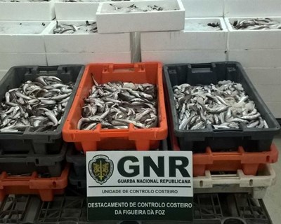 GNR apreende 861 quilos de pescada na Nazaré