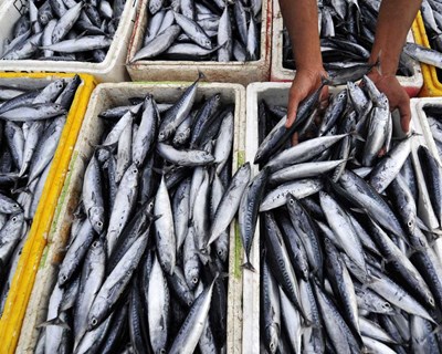 Governo alarga candidaturas a apoio à proibição da pesca da sardinha