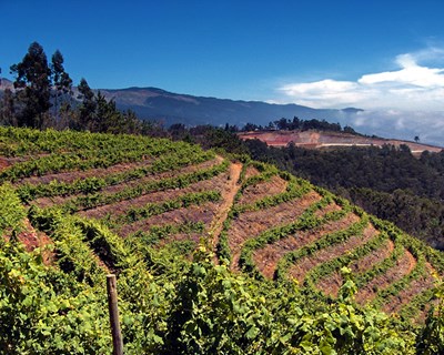 Governo da Madeira dá auxílio complementar a viticultores