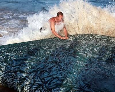 Governo vai tentar manter quotas da sardinha