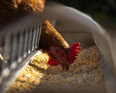 Gripe aviária | DGAV promove uma sessão de esclarecimentos online