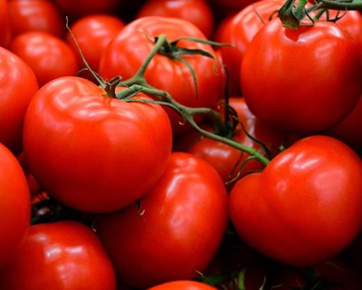 Greve pode prejudicar indústria do tomate em €4milhões por dia
