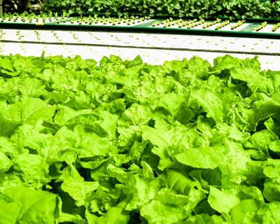 Japão cria fábricas de vegetais para substituir agricultura no campo