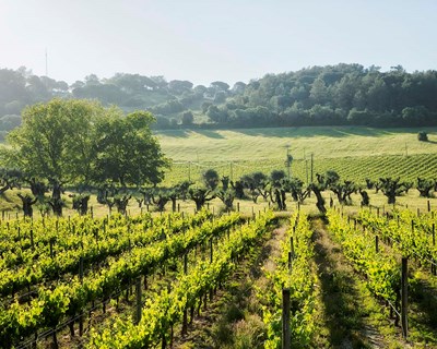 José Maria da Fonseca é o primeiro produtor de vinho português com certificação FAIR