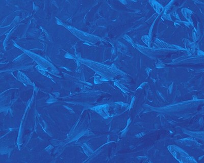 Laboratório Colaborativo para a Bioeconomia Azul lança campanha sobre pescado