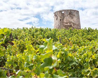 Lançada a primeira Rota Internacional do Vinho na Península Ibérica