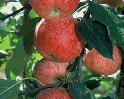 Lidl é o maior comprador nacional de maçã de Alcobaça IGP