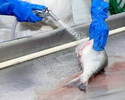 MARL debate a rotulagem e higiene alimentar nos produtos da pesca