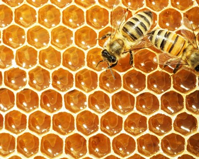 NESTUM lança campanha de repovoamento de abelhas para apoiar a apicultura nacional