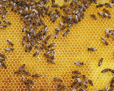 Nestum volta a apoiar a apicultura nacional com oferta de mais 300 colmeias