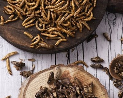 Nova empresa de transformação de insetos para alimentação humana lança produtos já este ano
