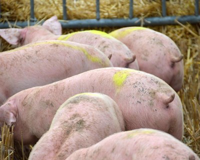 Novo foco de peste suína na Alemanha