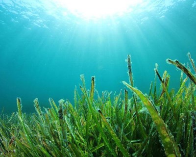 Novo projeto português utiliza extratos de algas comestíveis em óleos alimentares