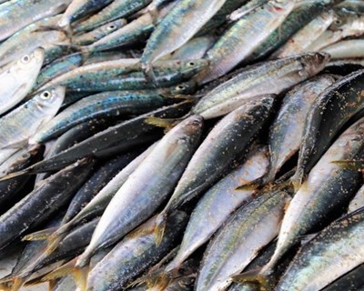 Novos limites sobre captura diária de sardinha já entraram em vigor