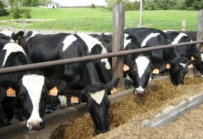 Oeiras debate higiene alimentar na produção primária de leite