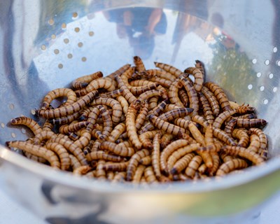 Os insetos como fonte sustentável de proteína para consumo humano