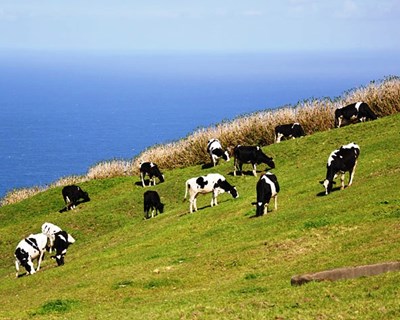 Perspetivas técnicas da produção de leite na Ilha de São Jorge