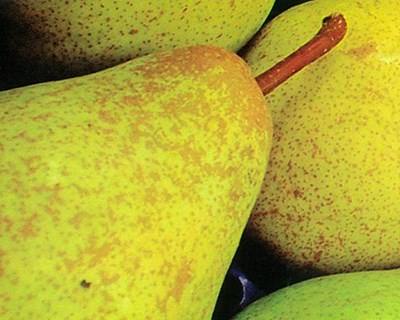 Peru: o novo mercado de exportação para a fruta portuguesa