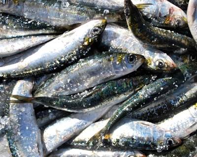 Pesca da sardinha interdita até 29 de fevereiro