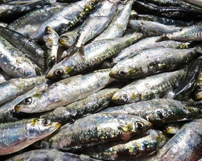 Pesca da sardinha proibida até 21 de maio e limitada até 31 de julho