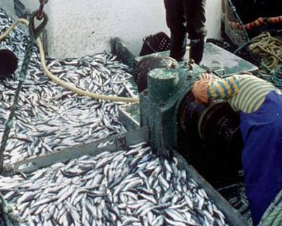 Pesca: pedido “respeito total” pelos pareceres científicos na gestão da sardinha