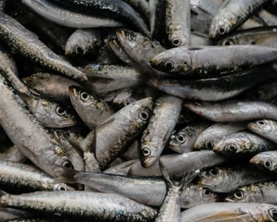 Portugal e Espanha reforçam acordo bilateral de pescas
