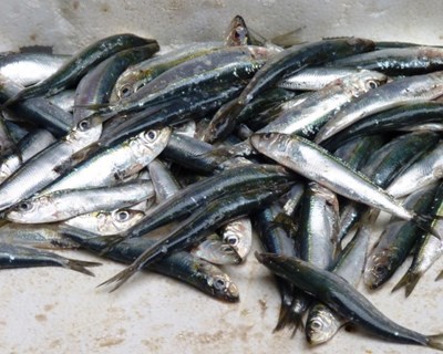 Portugal pode pescar mais 4.760 toneladas de sardinha até ao final do ano