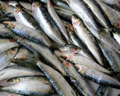 Portugal pressionado para não pescar sardinha durante 15 anos