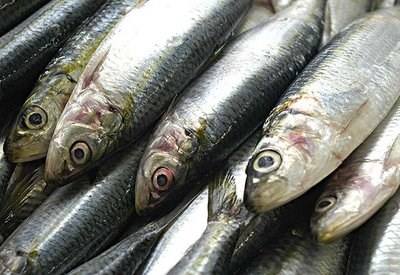 Portugal propôs em Bruxelas aumento de capturas de sardinha