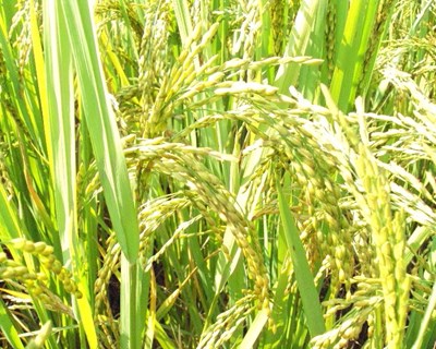 Preços firmes no mercado mundial de arroz
