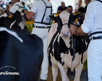 Primeiro leite biológico dos Açores chega em breve ao mercado