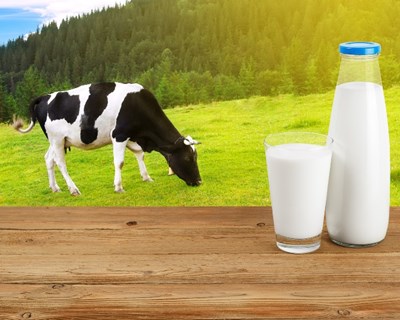 Açores: produção de leite aumentou 3,4% entre janeiro e junho