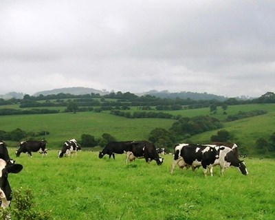 Produção de leite nos Açores cresceu 1,3% até novembro