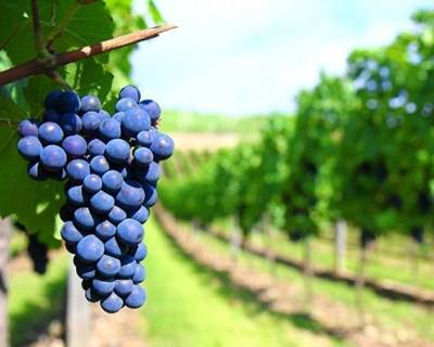 Produção de vinho vai baixar 20% em 2016