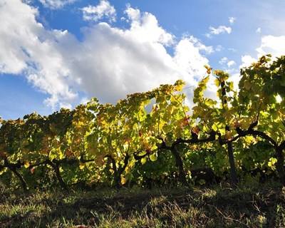 “Produção integrada da Vinha” dá o mote a Ciclo de Conferências da OET