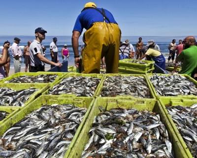 Proibida pesca de sardinha até 28 g