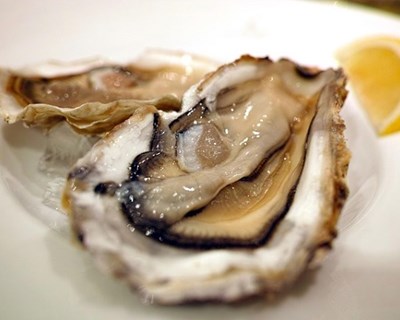Projeto de criação de ostras abre segunda fase de financiamento